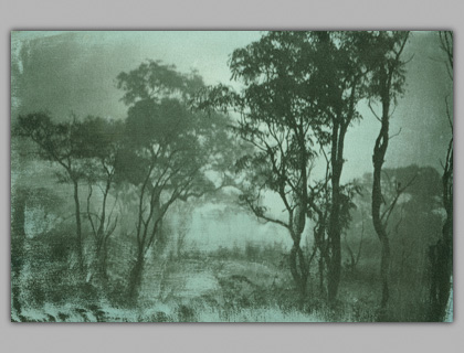 Trees in Mist, Gum Dichromate Print, 2000